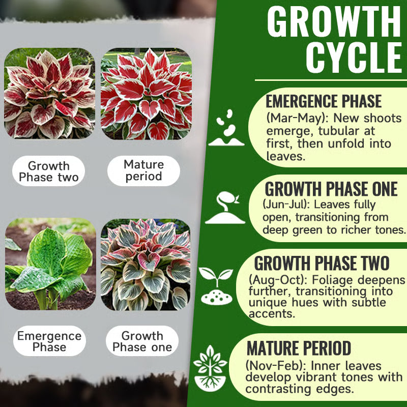 Shade-Tolerant and Cold-Hardy Hosta Flowers